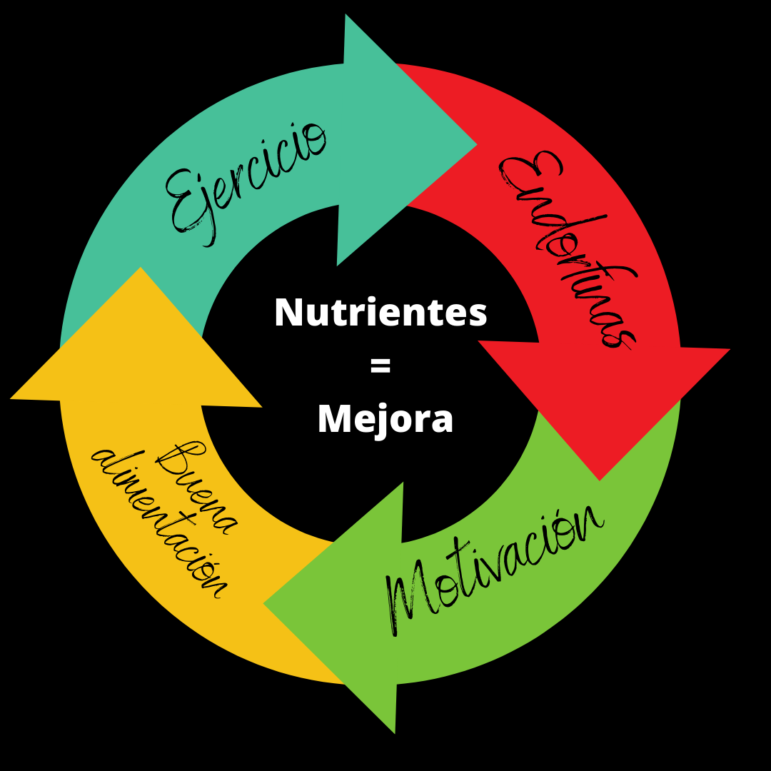 ciclo ejercicio alimentacion