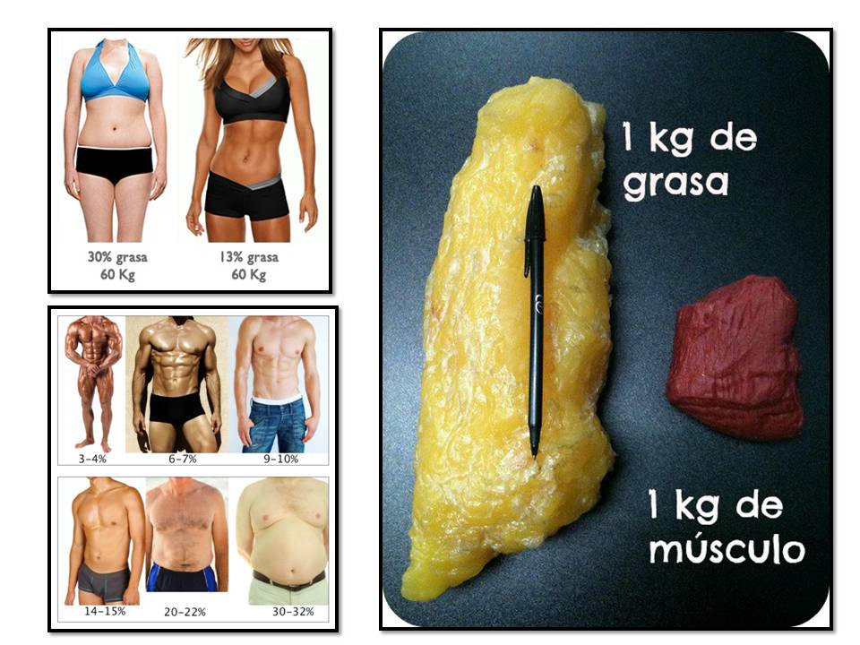 grasa vs musculo